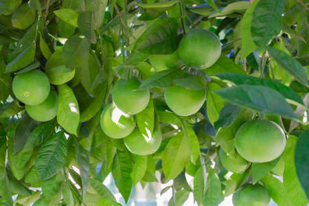 Green oranges on a tree in a farm gardenの写真素材