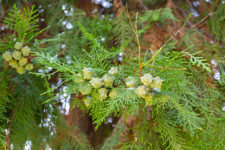 The branches of a thuja close-up. Pine needle.の写真素材