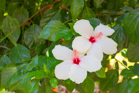 White hibiscus flowers with green leaves grows on a bush in summer.の写真素材