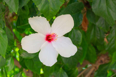 White hibiscus flower with green leaves grows on a bush in summer.の写真素材