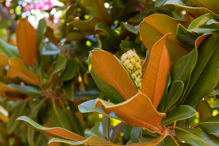 Magnolia fruit on the green leaves background. Magnolia velvet seed pod on tree. Magnolia soulangeana.の写真素材