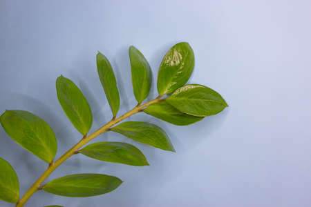 Green leaf branches on blue background. Indoor plant zamiakulkasの写真素材