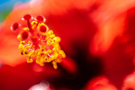 Red flower- Hibiscus. Piscil flower. Yellow polen. Colored nature flower.の写真素材