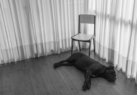 Sad Dog Waitingの写真素材