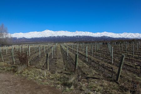 Mendoza Wine Yardの写真素材