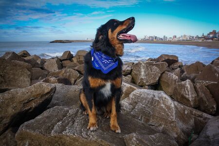 Dog at the Seaの写真素材