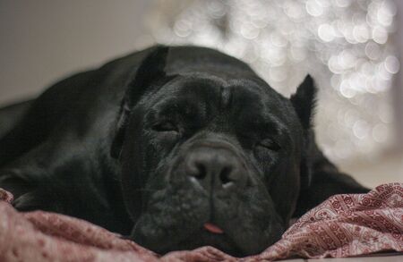 Cane Corso Portraitの写真素材
