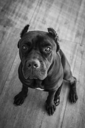 Cane Corso Portraitの写真素材