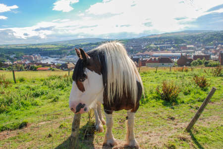 big beautiful multicolored black and white horse on a background of blue sky green grassの写真素材