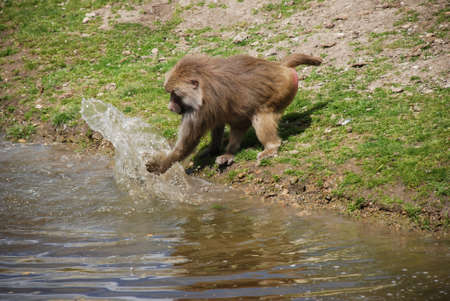 monkeys in nature drink from the river and bask in the sun, green grass.summerの写真素材