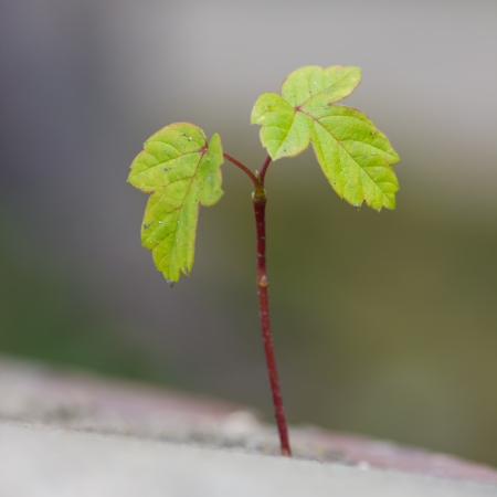 Close-up of a tree sproutの写真素材