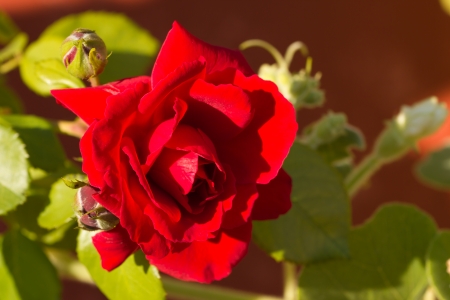 Closeup of a crimson roseの写真素材