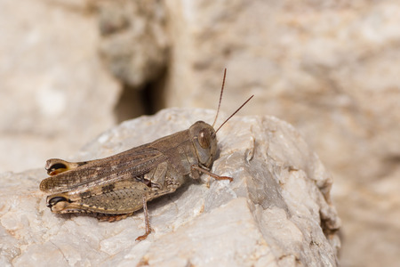 Closeup of a grasshopperの写真素材
