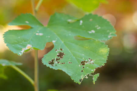 Leaf damaged by pestsの写真素材