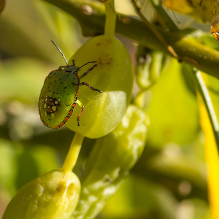 Closeup of green stink bug nymphの写真素材