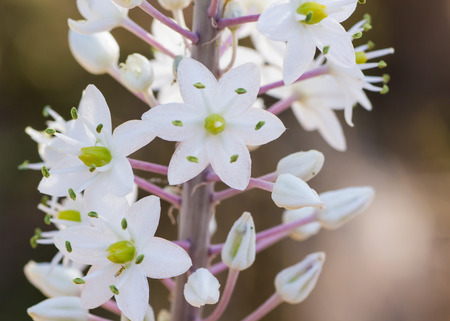 Wild flower