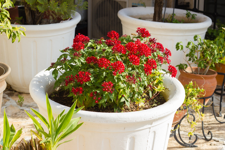 Blooming Pentas flowers in white plant potの写真素材