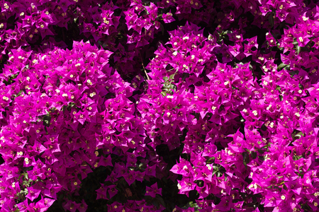 Closeup of Bougainvillea flowersの写真素材