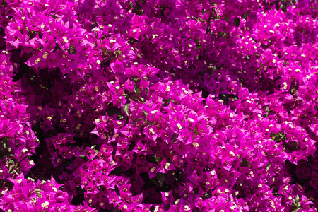 Closeup of Bougainvillea flowersの写真素材