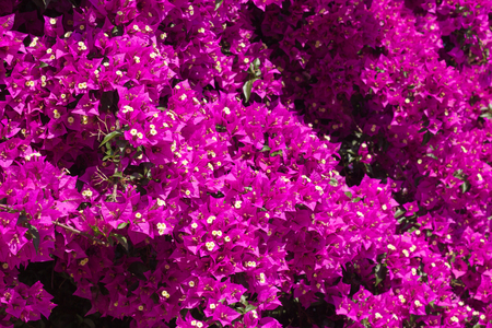 Closeup of Bougainvillea flowersの写真素材