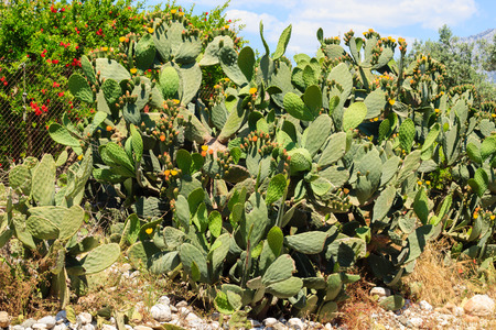 Many Opuntia cacti growing along road in Antalya region, Turkeyの写真素材