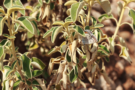 Lycaenidae butterfy sitting on plantの写真素材