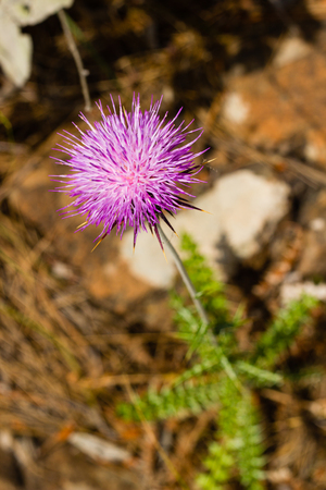 Closeup of Carduus plant flowerの写真素材