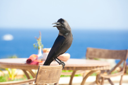 wild black raven sitting on chair nature background closeup