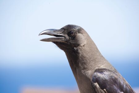 wild black raven sitting on chair closeup