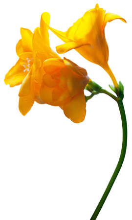 bunch of yellow freesia flowers isolated on white backgroundの写真素材