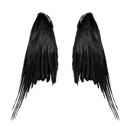 two big black raven wings with big feathers isolated on white background, closeupの写真素材