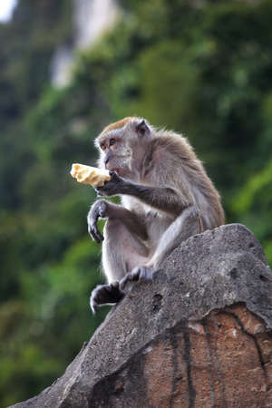 portrait of one monkey eating banana, sitting on rock against green foliage. Animal in natural habitatの写真素材