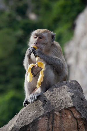rare beautiful closeup portrait of one monkey eating banana sitting on rock. Animal in natural...