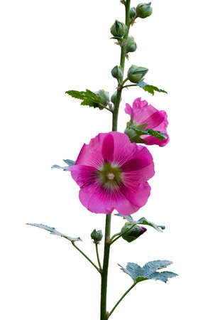 branch of pink mallow flowers isolated on white background