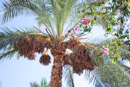 many dry ripe dates hanging on palm trees and foliage background with tropical flowers, nobodyの写真素材