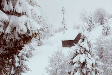 ukrainian wooden traditional house with lots of snow and pine trees on slope of Carpathian mountains, nobodyの写真素材