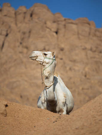 portrait of funny camel laying on dry sand in desert, bright sun and blue skyの写真素材