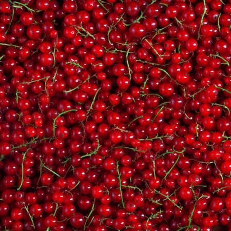 background filled with many fresh red currant berries, nobody food photographyの写真素材