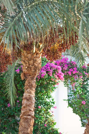 many dry ripe dates hanging on palm trees and foliage background with tropical flowers, nobodyの写真素材