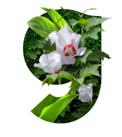 stylized font high res stock images, floral design text, letter g, isolated on white backgroundの写真素材