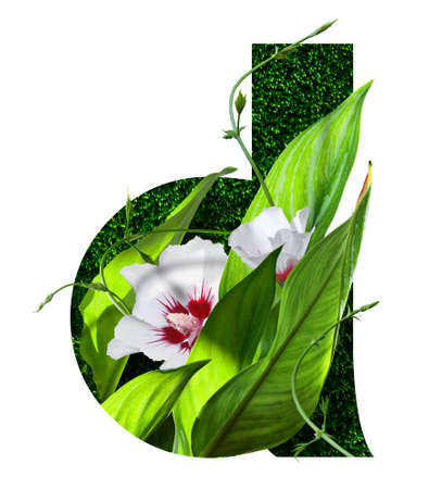 stylized font high res stock images, floral design text, letter d, isolated on white backgroundの写真素材