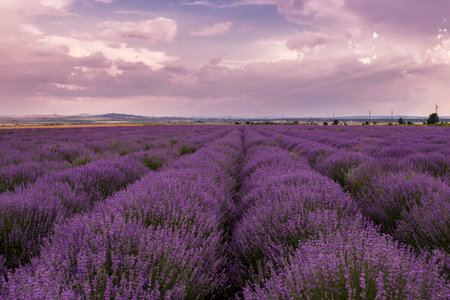 Lilac lavender field at sunset and thick pink clouds