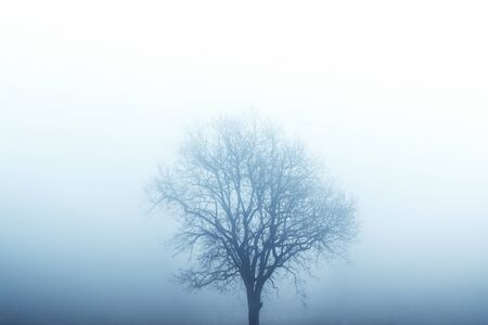 Isolated tree in fog surrounded by mysterious gloomy