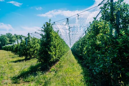 Extensive apple orchard on a sunny day in the field. Rows of green apple trees growing in the summer.の写真素材