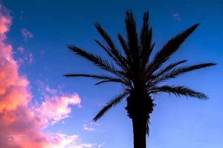 Tropical landscape in hawaii with coconut palm tree silhouette and pink clouds at dusk. Tropical caribbean travel destination in summer.の写真素材