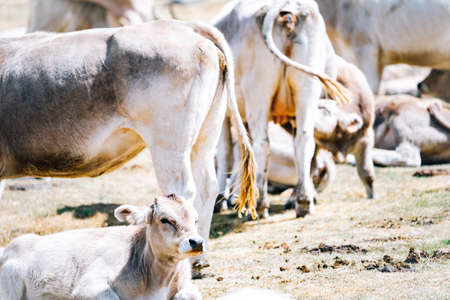 Calf grazing freely in the mountains in a meadow. Beef cattle pastures. Organic livestock. Meat production concept.の写真素材
