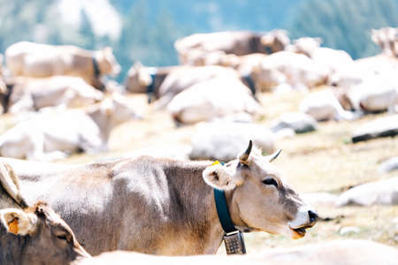 Cows grazing freely in the mountains in a meadow. Beef cattle pastures. Organic livestock. Meat production concept.の写真素材