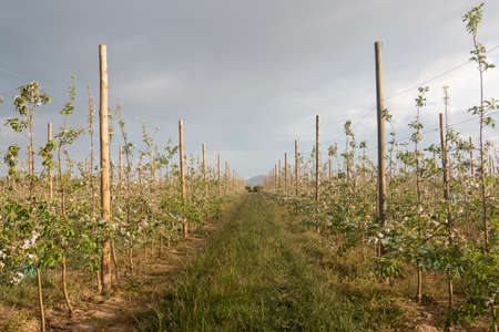 Extensive apple field in rowsの写真素材