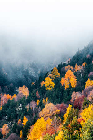Autumn forest with fog and orange, yellow and red pines or firs leaves on a misty morning.の写真素材