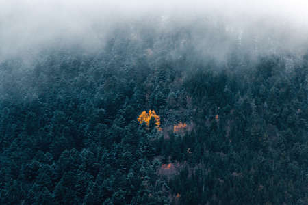 Lonely orange or yellow tree in the middle of a spruce and pine autumn forest on a mysterious foggy morning.の写真素材